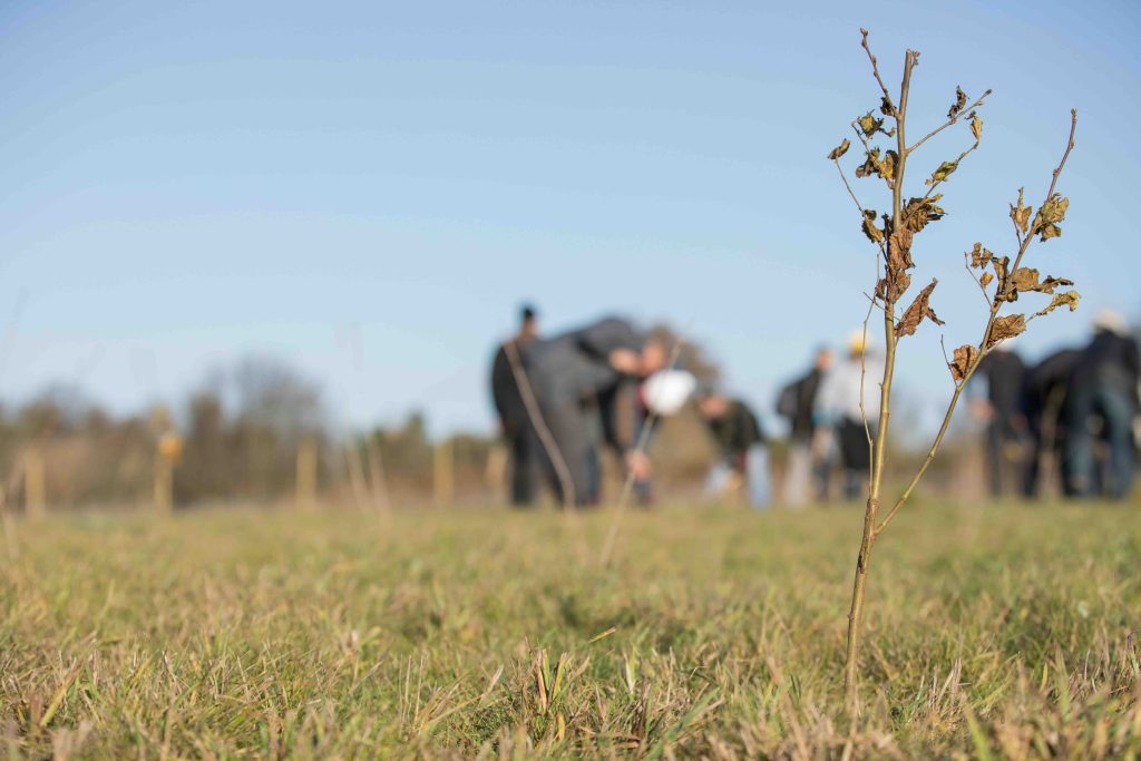 Premier donates to tree planting